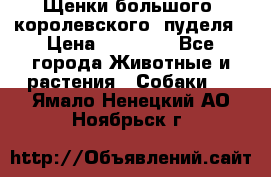 Щенки большого (королевского) пуделя › Цена ­ 25 000 - Все города Животные и растения » Собаки   . Ямало-Ненецкий АО,Ноябрьск г.